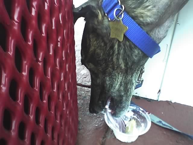 Doggie ice cream