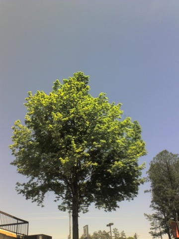 That is a tree. No, really.
