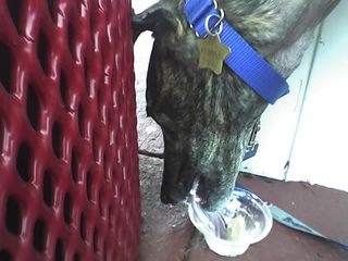 Doggie ice cream
