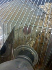 Maybe you can't see, but I gots grasshopper mouse pups (pink spots)!