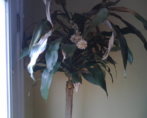 Never seen one of these bloom before