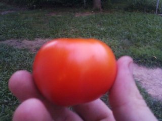 First tomato