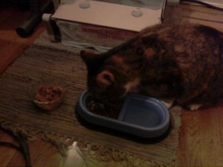 After buying her fancy wet food, she goes for the dry.