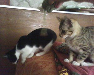 All your kittens belong to us!
