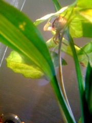 Colonel crabcakes hangs on for dear life