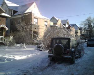 Tree defeated by ice