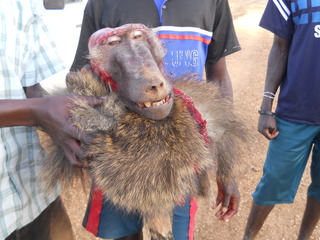 baboon some men killed