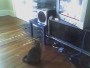 Someone likes basketball