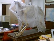 This headless fossil creature appeared in my lab overnight without explanation
