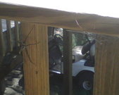 Walking stick and giant spider