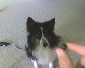 Can i has cocoa puff?