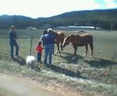Horse feeding at 8000 ft