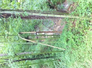 There's a damn bamboo forest & creek out here