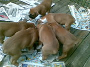 hungry hungry puppos