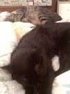 CC is snoring loud...