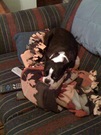 Cleo has active camo.