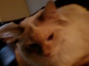 Likes SSLYBY