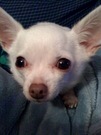 Fruit bat!