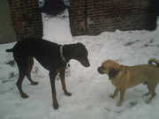 Snow buddies