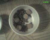 Does anybody else have this problem with ants liking dog food? What do you do?