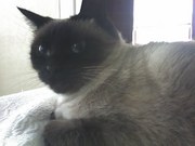 Morning pooslette!