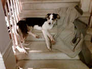 Stair sleeping