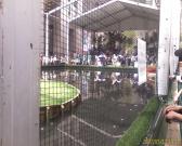 Ubs golf. Missed tiger woods