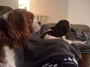 Watching tv