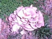 Big shroom