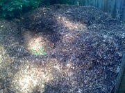 Need some sun after all that rain, get this compost ready for Fall