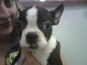 Puppy love