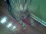 For diana. Your cat won't focus. But he's doin just fine!