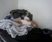 Dresser kitty.