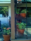 Herbs and flowers