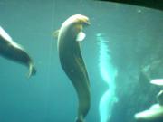 Beluga whale