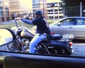 hog