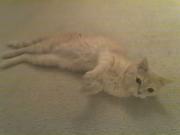 Cats are susceptible to heat