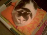 Priss loves fresh laundry
