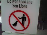 Don't give your hamburger to a sea lion