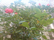 My first rose is blooming