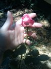 My rose