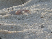 crabby on tiwi beach