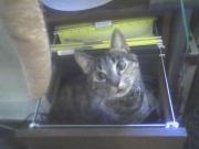 Nitro is filing herself under 'Troublemaker'
