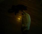 My two cats lying on their backs.
