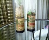 New houseplants!