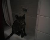 It can be bathtime now purrese?