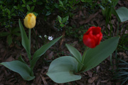 tulips