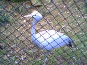 crane maybe