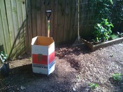 Cover the potatoes with a little dirt and hay, then wait!              