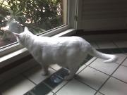My first pet sitting client: Melody